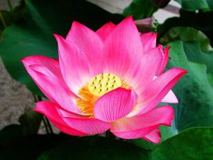 Description: D:\Mydocs\My Web Sites\What_Buddha_Said\Pics\lotus_001.jpg